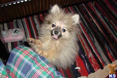 Pomeranian Puppies in FL